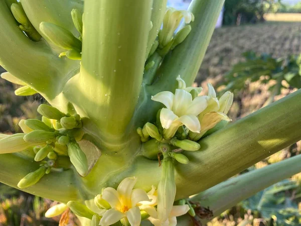 Çiçekli papaya ağacının gövdesinin yakın görüntüsü. Doğal ve organik gıda konsepti için iyi bir örnekleme