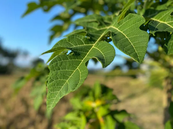 Close up view of papaya leaves.