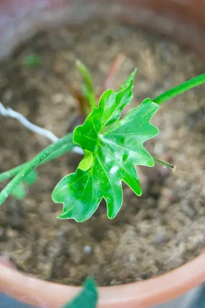 Philodendron bitkisinin yapraklarının üst görünümü