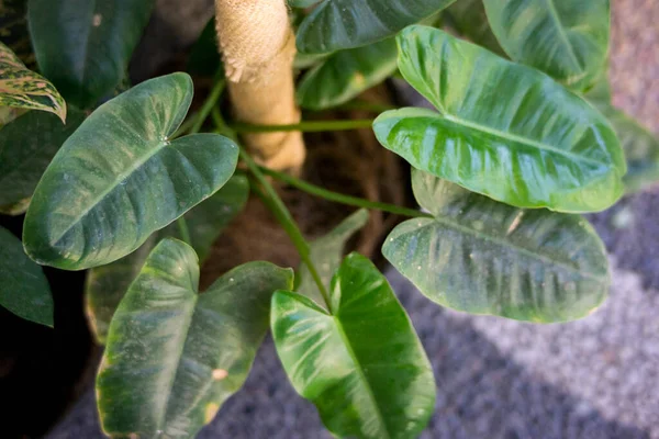Philodendron bitkisinin yapraklarının üst görünümü