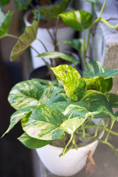 stock image Ivy Plant in the home garden. Also know as 