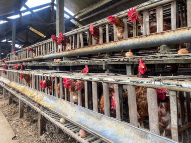 Kümeste yumurtlayan bir grup tavuk. Çiftlik işi konsepti veya küçük ve orta büyüklükteki işletmeler için iyi bir illüstrasyon