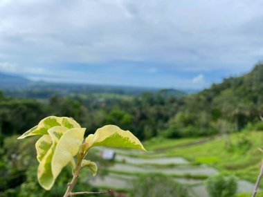 Panorama. Ufuk çizgisi. Bangli, Bali 'de pirinç tarlası manzarası. Doğal güzellik kavramı için güzel bir illüstrasyon.