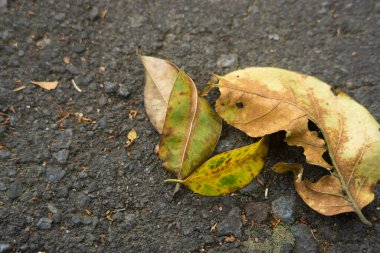 Yoldaki kuru yaprakların arka planı. Doğa ve doğal temizlik kavramı için negatif alan