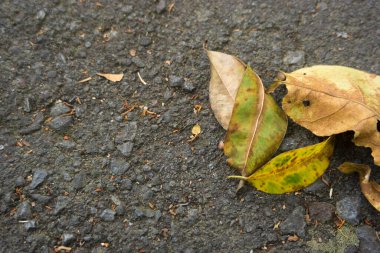 Yoldaki kuru yaprakların arka planı. Doğa ve doğal temizlik kavramı için negatif alan