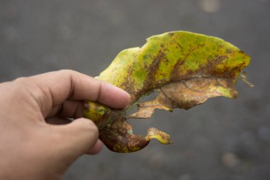 Erkek eli kuru yaprak tutuyor. Doğa konsepti için iyi bir illüstrasyon