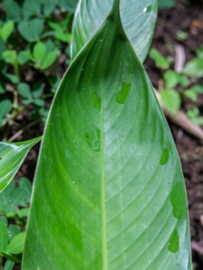 Ormanın ortasında geniş yapraklı bir arka plan.