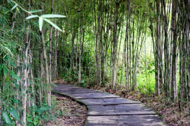 Bambu bitkilerinin arasındaki patika.
