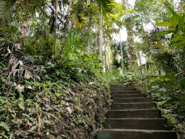 Bali 'de ormanın ortasında taş merdivenler.