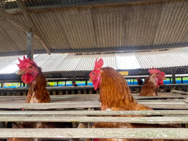 laying hens in the coop. Chicken head out of coop. Good illustration for farm business concept or small and medium business