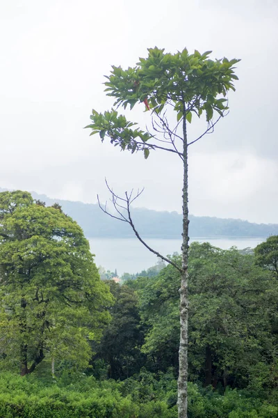 Ağaçlar gökyüzüne yükselir. Açık hava kavramı
