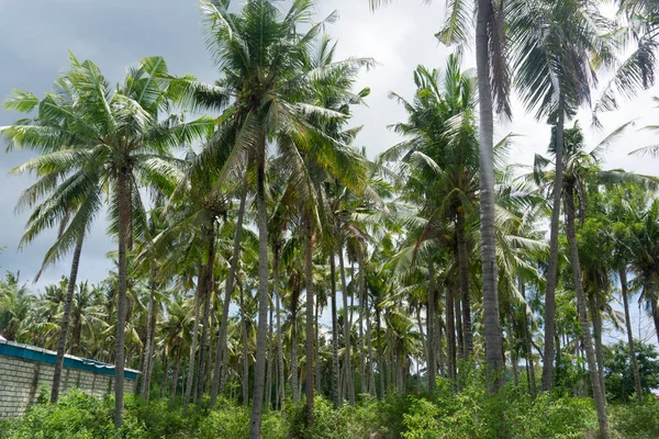 Rader Kokosnötsträd Bra Koncept För Jordbruksföretag — Stockfoto