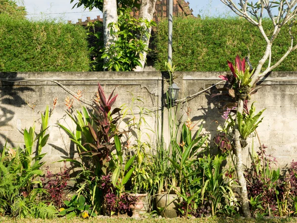 Bahçenin arka planı bitkilerle dolu..