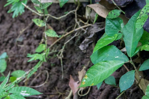 Ormandaki yabani bitkilerin arka planı