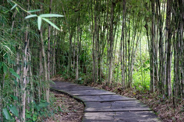 Bambu Bitkilerinin Arasındaki Patika — Stok fotoğraf
