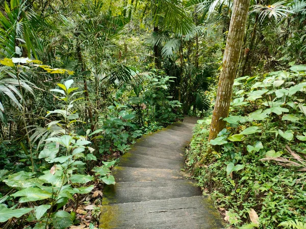 Escaleras Piedra Medio Selva Bali —  Fotos de Stock