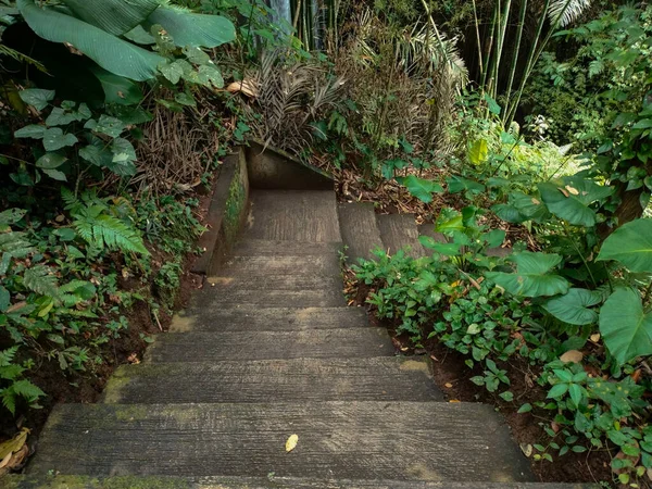 Escaleras Piedra Medio Selva Bali —  Fotos de Stock