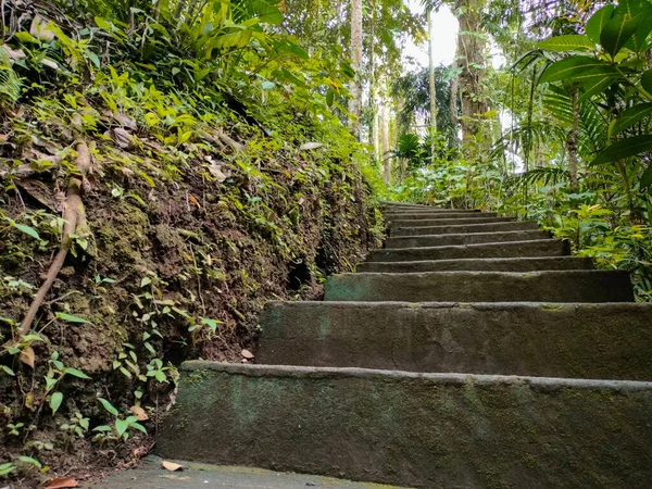 Каменная Лестница Посреди Джунглей Бали — стоковое фото