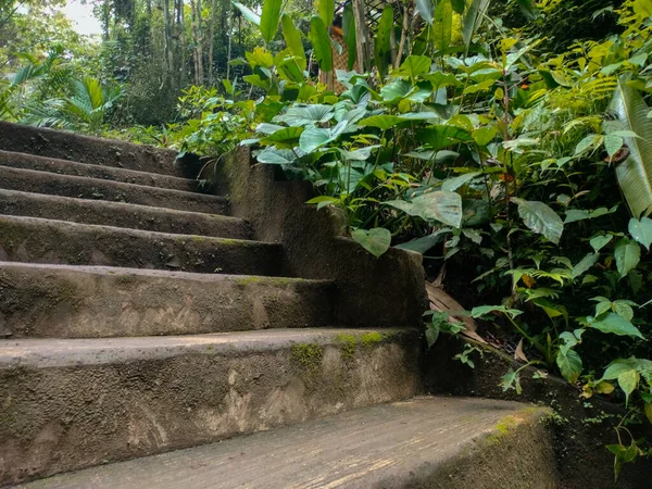 Escaleras Medio Del Bosque —  Fotos de Stock