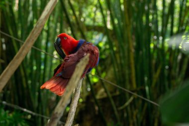 Kırmızı papağan bir dala tünemiş.