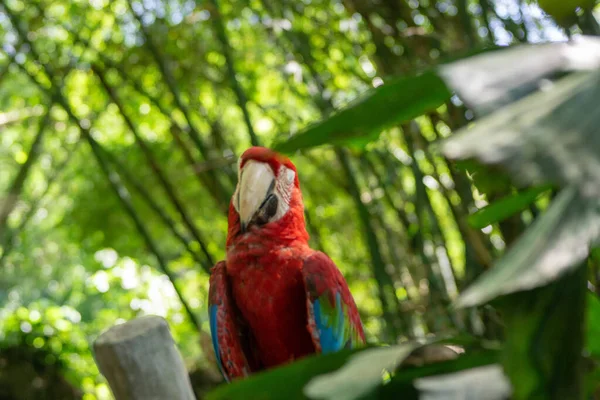 Kırmızı Papağan Bir Dala Tünemiş — Stok fotoğraf