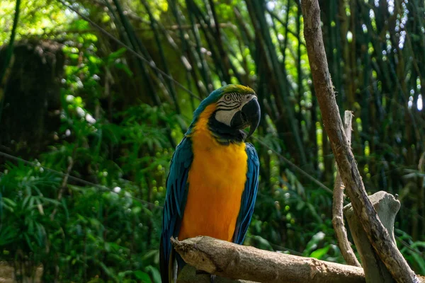 Papuga Żółta Siedząca Gałęzi — Zdjęcie stockowe