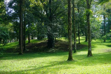 Sıra sıra ağaçlar ve yeşil çimen tarlaları. Doğa konsepti için iyi bir illüstrasyon