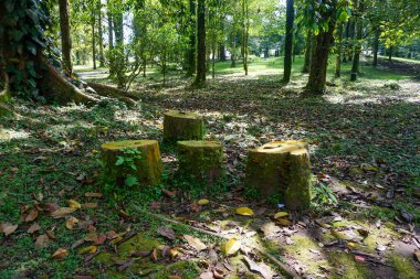 Ağaç doğal oturma için kesilmiş. Tatil konsepti için iyi bir illüstrasyon