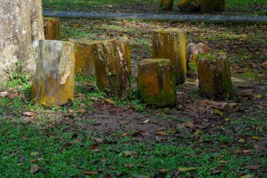 Ağaç doğal oturma için kesilmiş. Tatil konsepti için iyi bir illüstrasyon