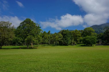 Sıra sıra ağaçlar ve yeşil çimen tarlaları. Doğa konsepti için iyi bir illüstrasyon