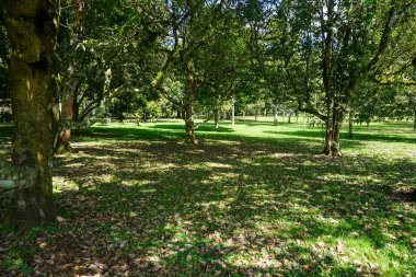 Sıra sıra ağaçlar ve yeşil çimen tarlaları. Doğa konsepti için iyi bir illüstrasyon