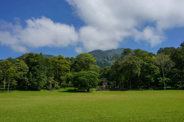 Sıra sıra ağaçlar ve yeşil çimen tarlaları. Doğa konsepti için iyi bir illüstrasyon
