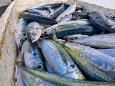 Taze tutulan balıkların yakın görüntüsü