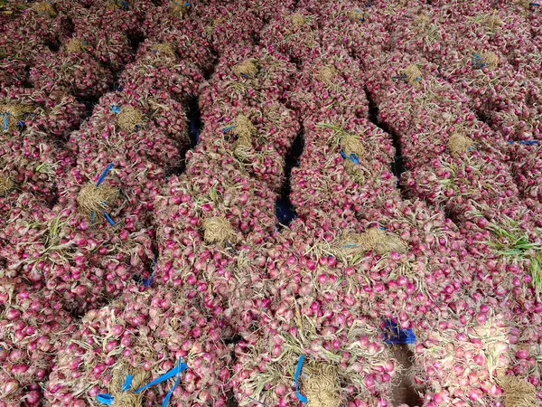 Çiftçilerden yeni toplanmış arpacık soğanları koleksiyonu