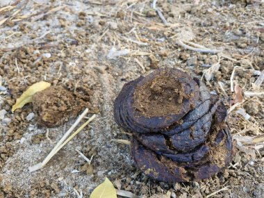 Cow dung on the ground clipart