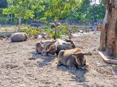 Gün boyunca dinlenen bir bufalo sürüsü