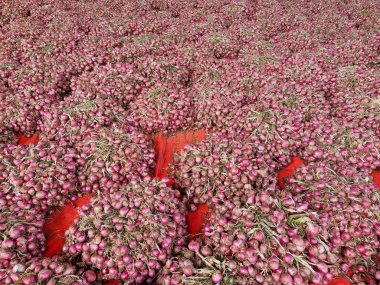 Large bundles of freshly harvested red onions drying in the sun, showcasing a bountiful harvest and traditional agricultural practices clipart