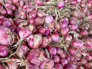 Güneşte kuruyan büyük miktarda taze soğan topakları bol miktarda hasat ve geleneksel tarım uygulamaları sergiliyor.