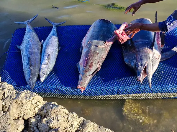 Balıkçı, yüzen bir platformda taze balık yakalıyor ve geleneksel balıkçılık endüstrisini gözler önüne seriyor..