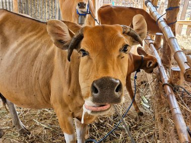 Ahırda taze samanların tadını çıkarmaya hazır bir ineğin yakın çekimi.
