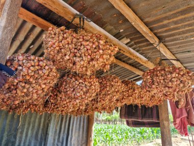 Basit bir ahşap evin tavanına asılmış soğanlar depolanmaya ya da satılmaya hazır..