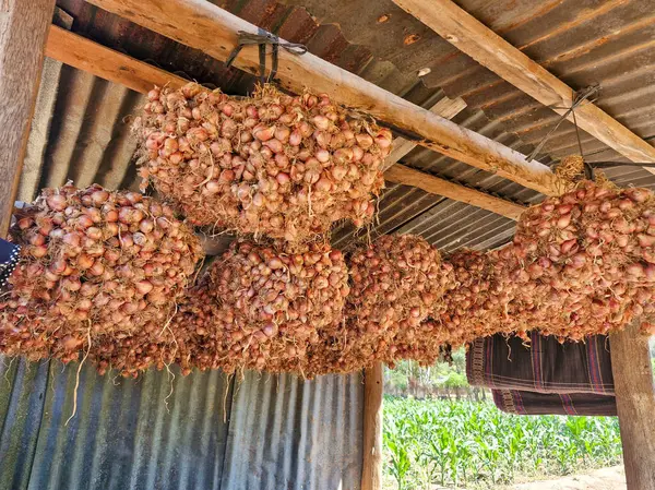 Kırsal bir kulübenin çatısından sarkan soğan topladım, güneşin altında kuruyorum.
