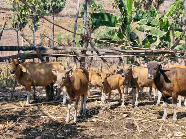 Bir grup insan otlakta, güven içinde otlamaktadır..