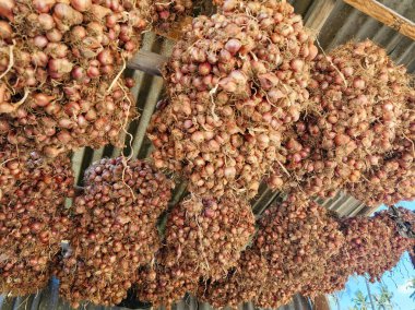 Kırsal bir kulübenin çatısından sarkan soğan topladım, güneşin altında kuruyorum.