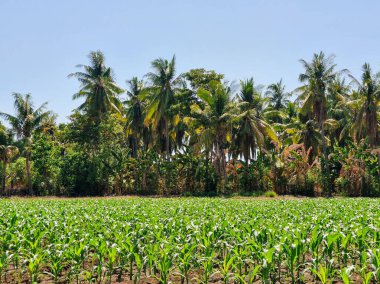 Tarlada filizlenen mısır filizleri ve arka planda hindistan cevizi ağaçları var.