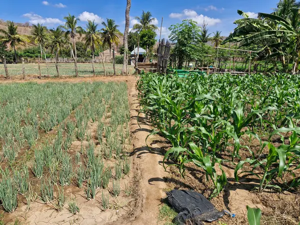 Soğan ve mısır yetiştiren yan yana tarım arazileri, açık gökyüzünün altında uyumlu bir tarım arazisi.