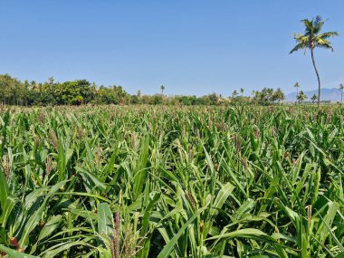 Huzurlu bir kırsalda yemyeşil bir mısır tarlası berrak bir gökyüzü ve arka planda yükselen bir hindistan cevizi ağacı.