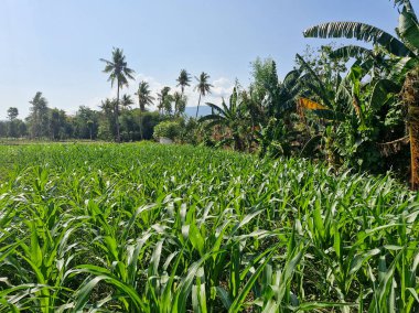 Huzurlu bir kırsalda yemyeşil bir mısır tarlası berrak bir gökyüzü ve arka planda yükselen bir hindistan cevizi ağacı.