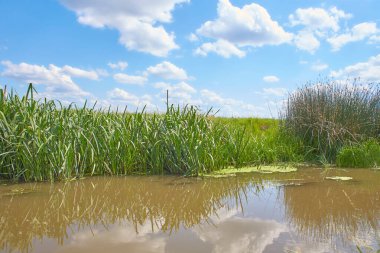 Doğa üzerindeki yeşil taze söğüt dallarını kapatın. Seçili focut