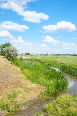 Doğa üzerindeki yeşil taze söğüt dallarını kapatın. Seçili focut